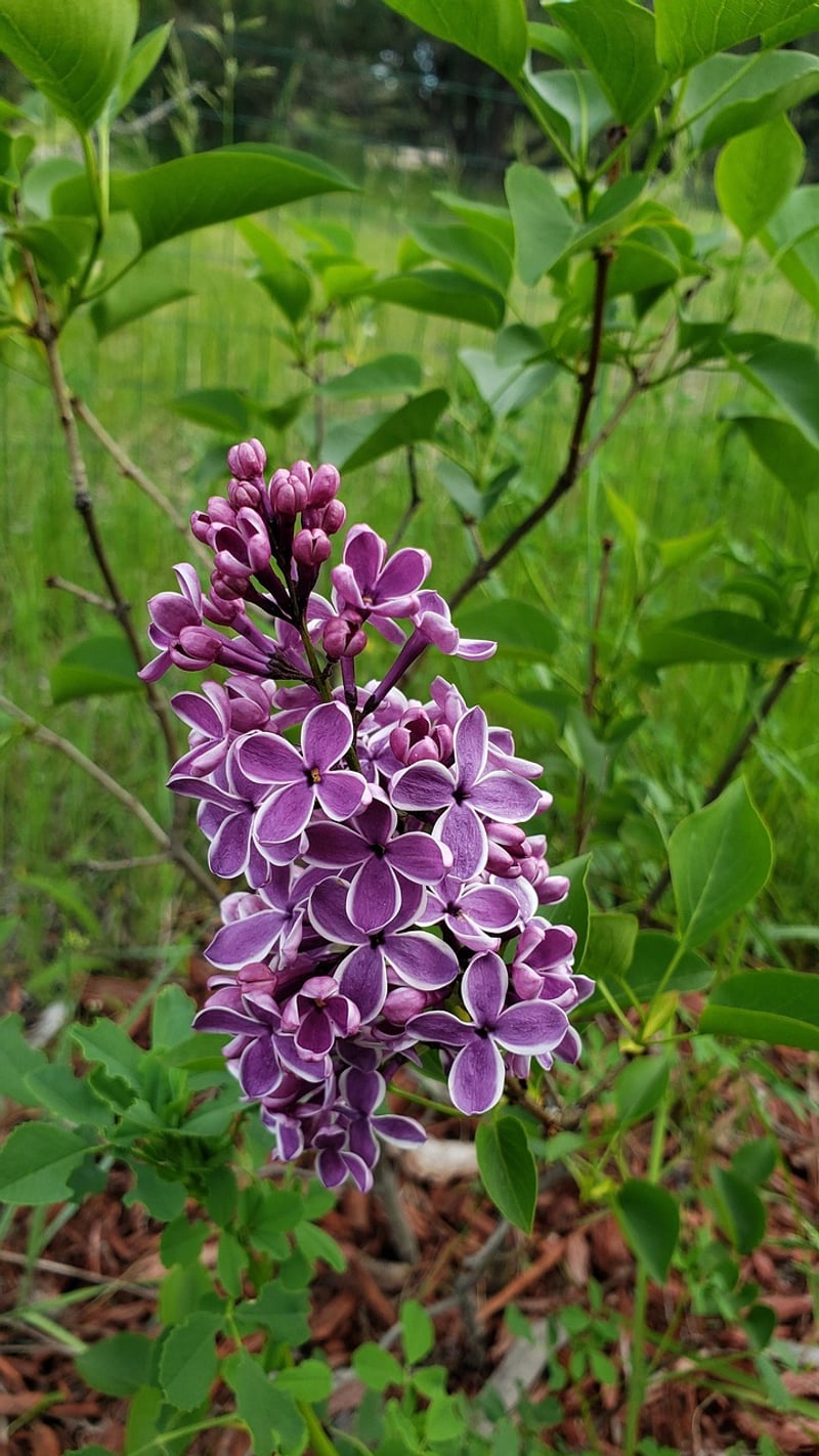 Spring Sensations